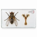 The House Fly, the Mouth Part, and the Whole Body